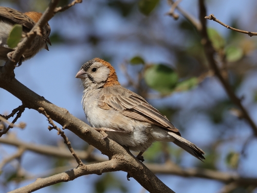 iNaturalist image