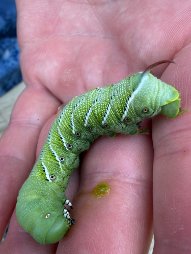 Carolina Sphinx