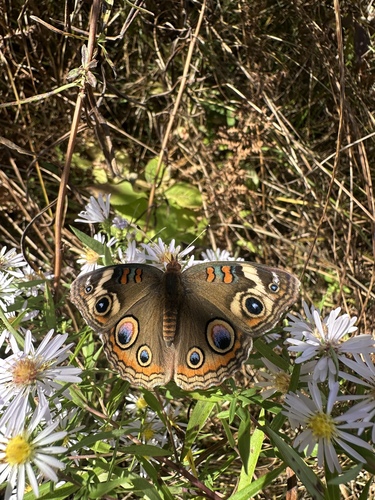 Common Buckeye