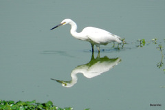 Egretta garzetta dimorpha