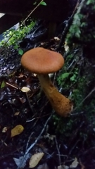 Cortinarius castoreus