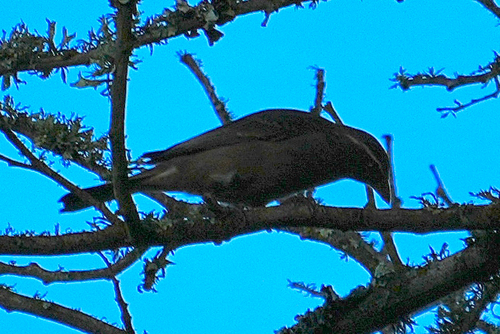 iNaturalist image