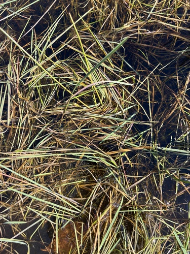 Glyceria fluitans, 2026-10-11