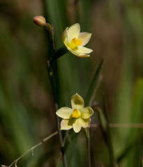 Thelymitra flexuosa
