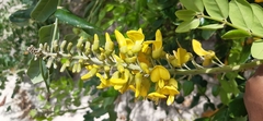 Sophora tomentosa