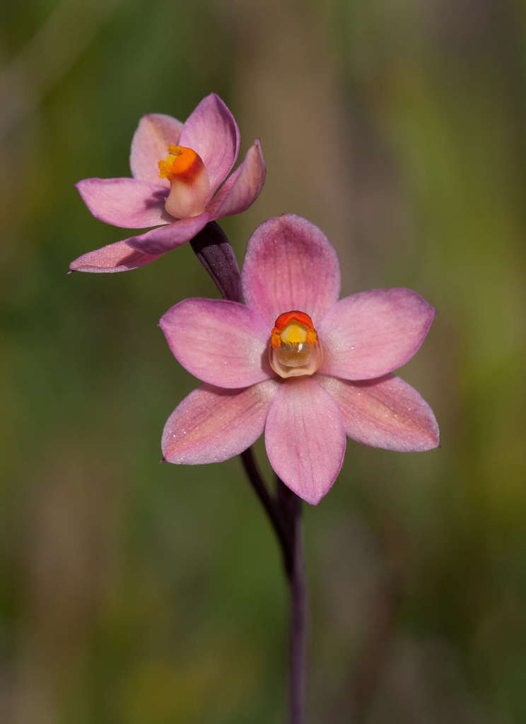 salmon sun-orchid
