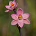 Salmon Sun-Orchid - Photo (c) Chris Clarke, some rights reserved (CC BY), uploaded by Chris Clarke