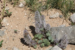 Lagopsis marrubiastrum