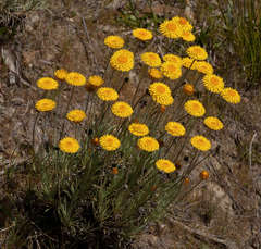 Leucochrysum albicans albicans