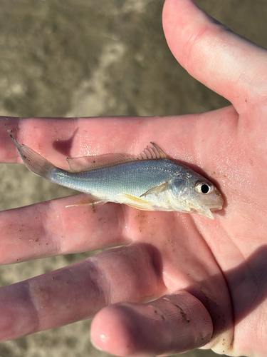 Freshwater Drum