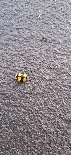 Fungus-eating ladybird