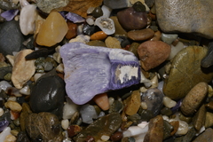 Austrobalanus imperator