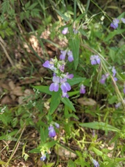 Collinsia concolor