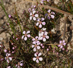 Euryomyrtus ramosissima ramosissima