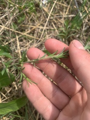 Lithospermum incisum