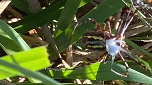 Banded Garden Spider