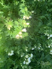 Polemonium carneum