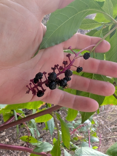 American pokeweed