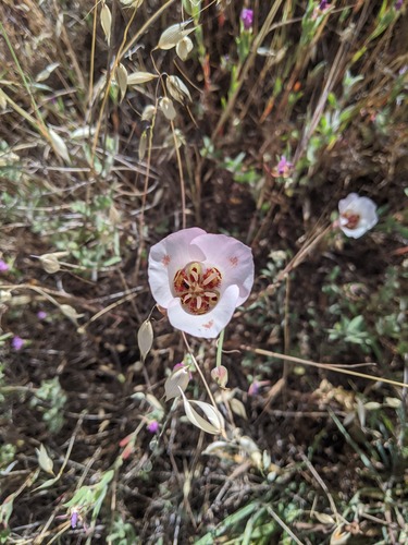 Butterfly Mariposa Lily winter