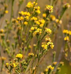 Pultenaea weindorferi