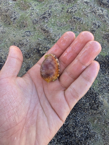 Reticulated Cowry Helmet