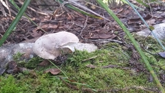 Amanita nothofagi