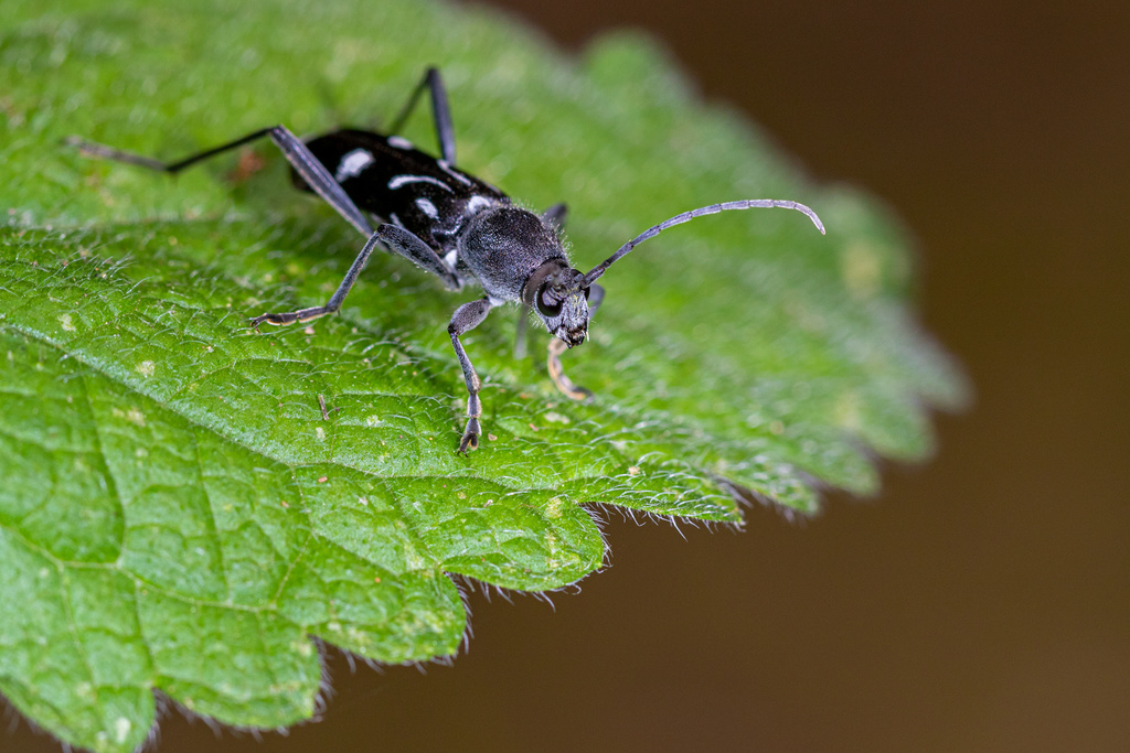Chlorophorus nivipictus