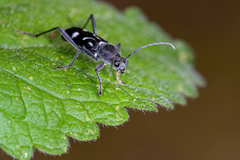 Chlorophorus nivipictus