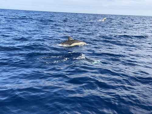 Common Dolphin