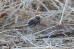 Diadasia bituberculata