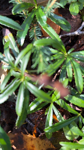 pipsissewa