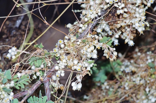 pretty dodder