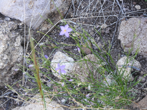 Giliastrum stewartii