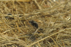 Diadasia bituberculata