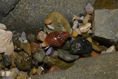 Pardalinops testudinaria
