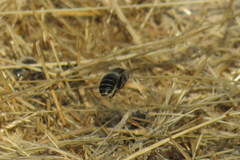 Diadasia bituberculata