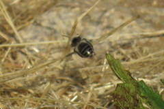 Diadasia bituberculata