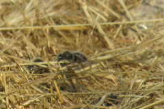 Diadasia bituberculata