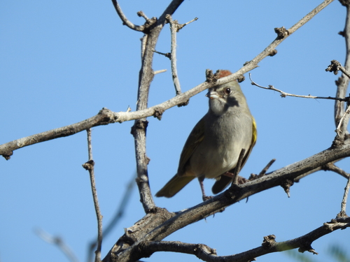 Pipilo chlorurus, 2026-10-11