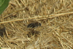 Diadasia bituberculata