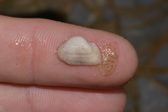 Striarca pisolina