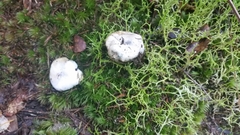 Rossbeevera pachydermis