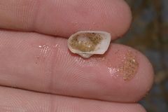 Striarca pisolina
