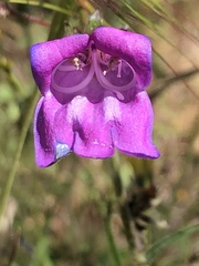 Penstemon laetus