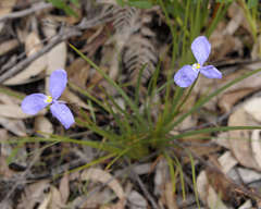 Patersonia occidentalis occidentalis