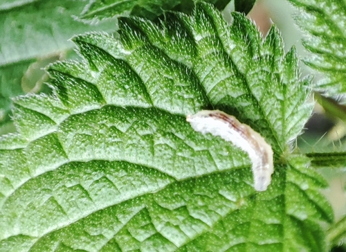 Common Flower Flies