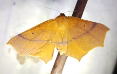 Tetracis cervinaria