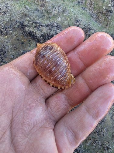 Cypraecassis testiculus observed 2026-10-11