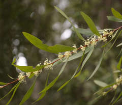 Hakea eriantha