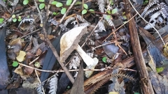 Austroboletus niveus